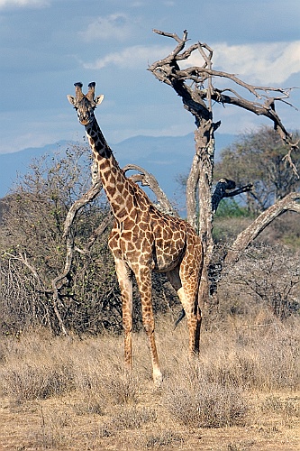 Kenia (54)